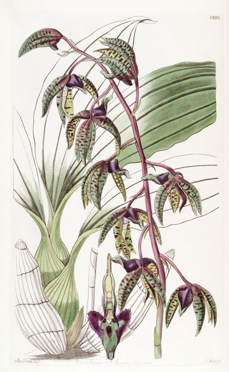 Catasetum deltoideum (som syn. Myanthus deltoideus) av Miss Drake