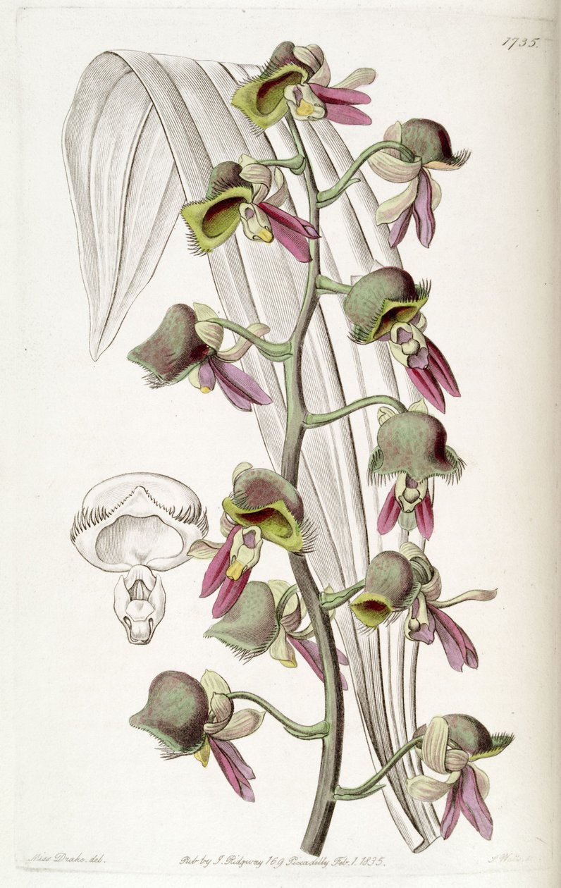 Catasetum misfarging (som syn. Monachanthus misfarging) av Miss Drake