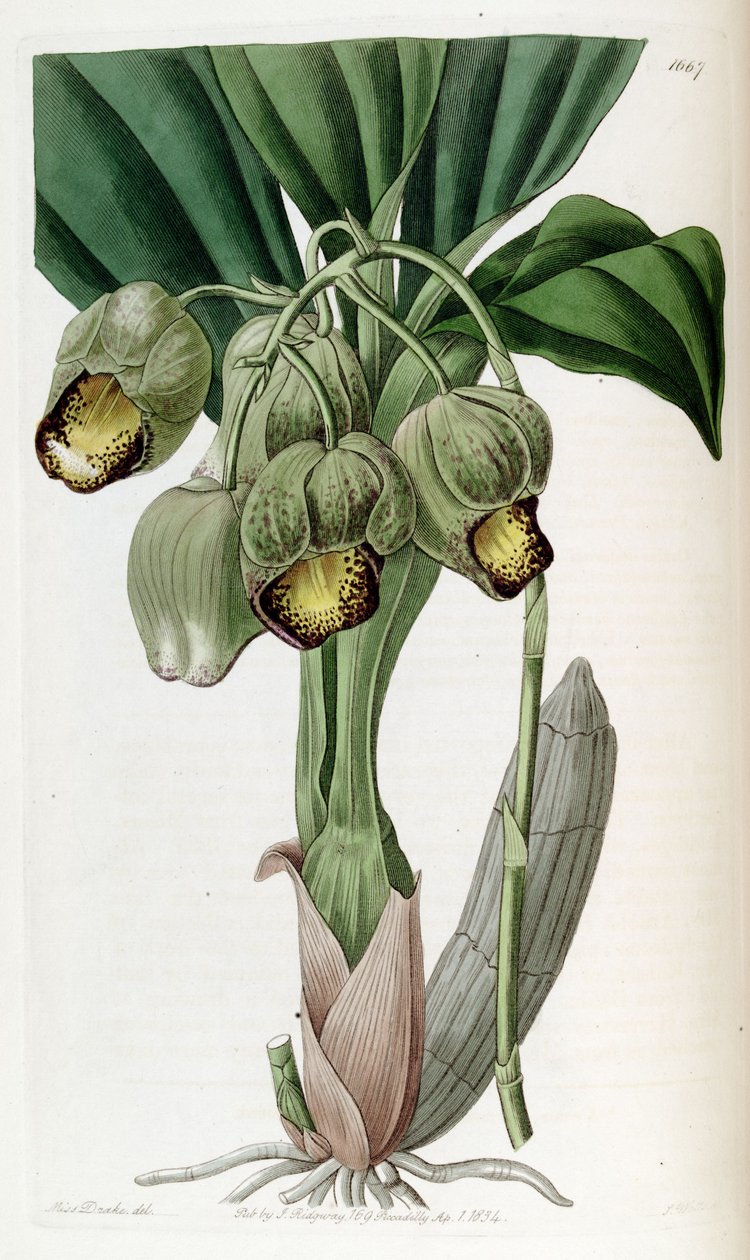 Catasetum luridum av Miss Drake