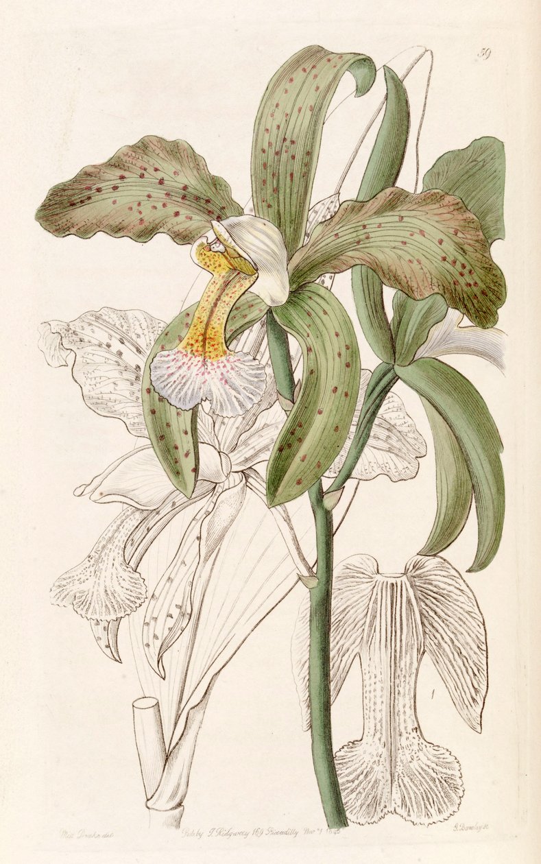 Cattleya granulosa (som syn. Cattleya granulosa var. Russelliana) av Miss Drake