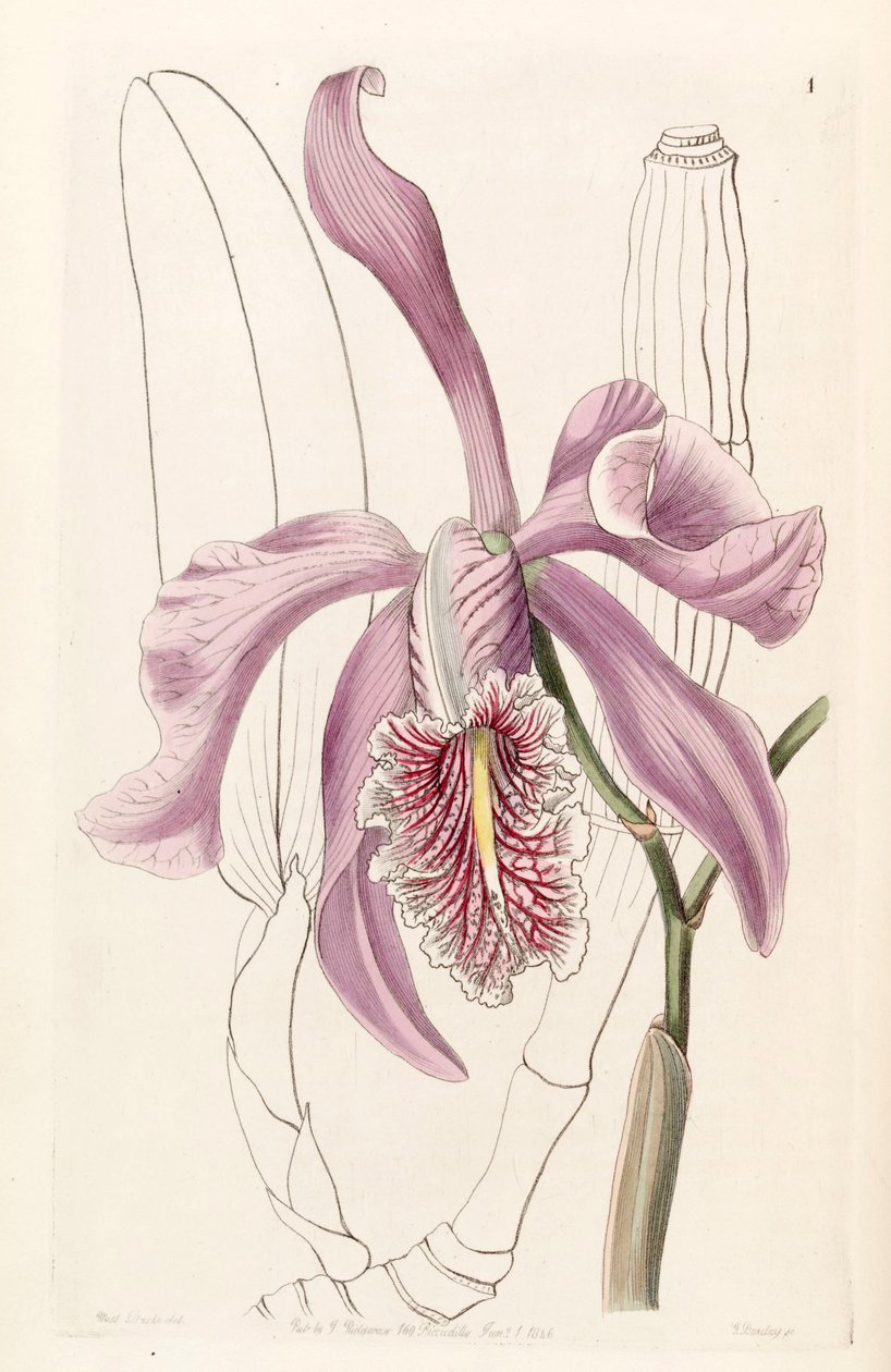 Cattleya maxima av Miss Drake