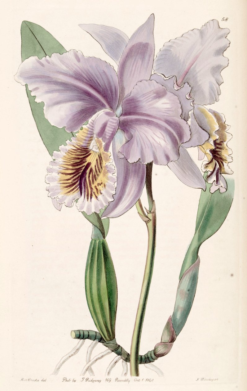 Cattleya mossiae (as syn. Cattleya labiata var. mossiae) av Miss Drake