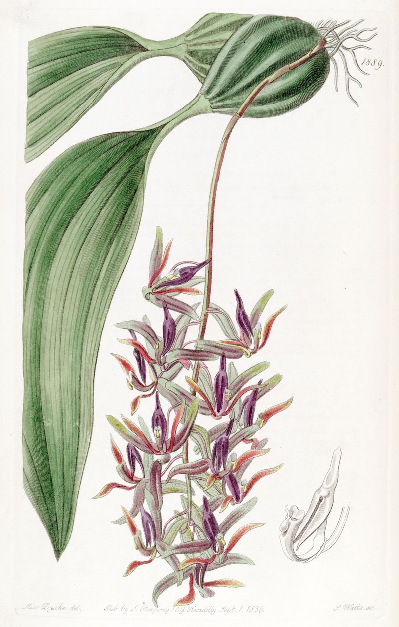 Cirrhaea avhengig (som syn. Cirrhaea melanogaster) av Miss Drake