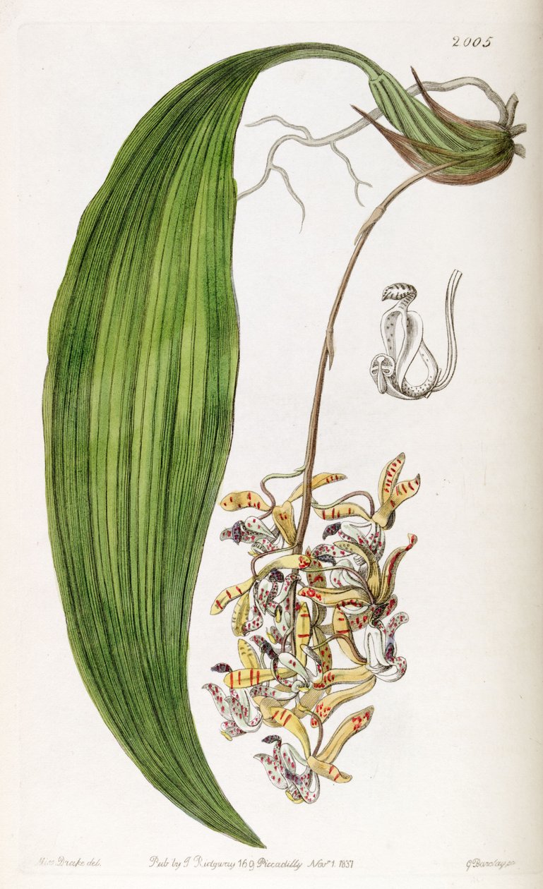 Cirrhaea loddigesii (som syn. Cirrhaea obtusata) av Miss Drake