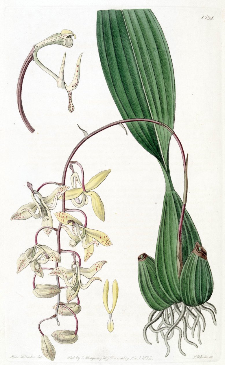 Cirrhaea loddigesii av Miss Drake
