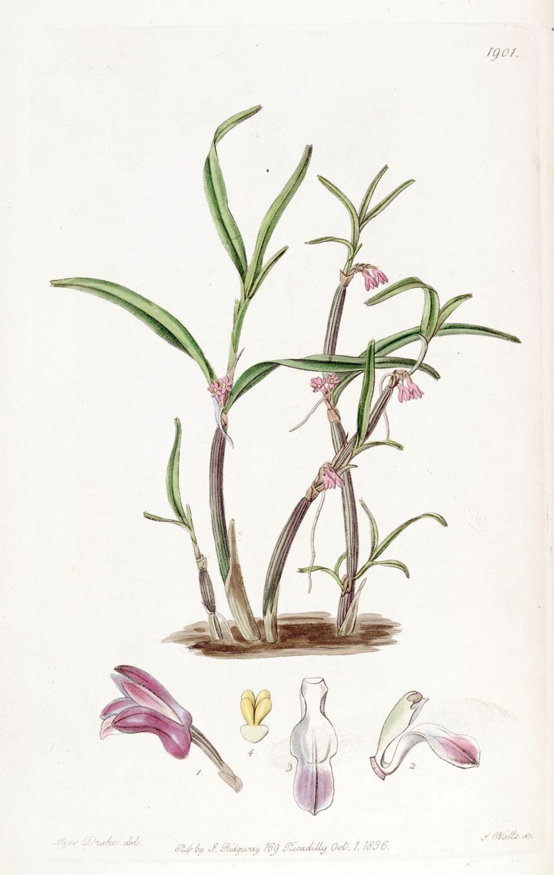 Cladobium graminifolium (som syn. Scaphyglottis violacea) av Miss Drake