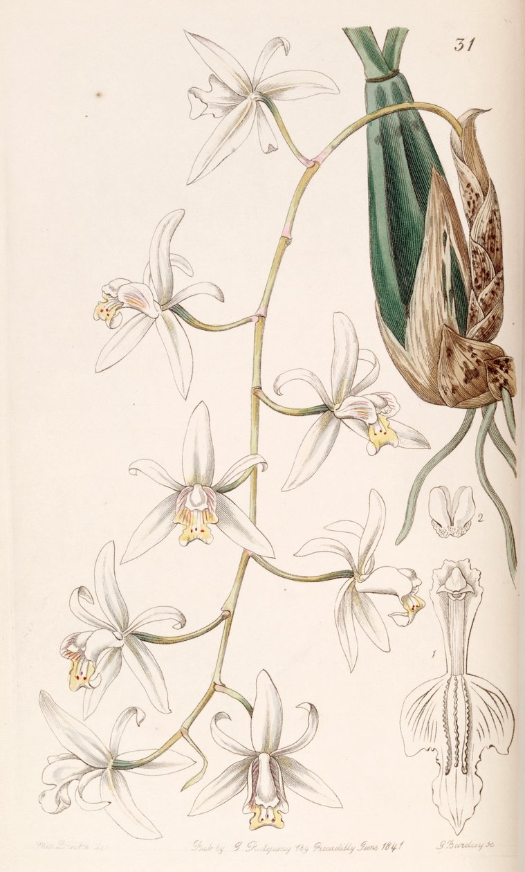 Coelogyne flaccida av Miss Drake