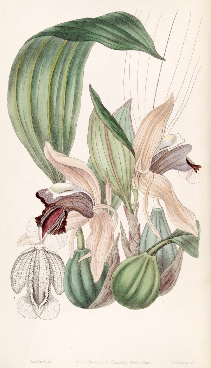 Coelogyne speciosa av Miss Drake