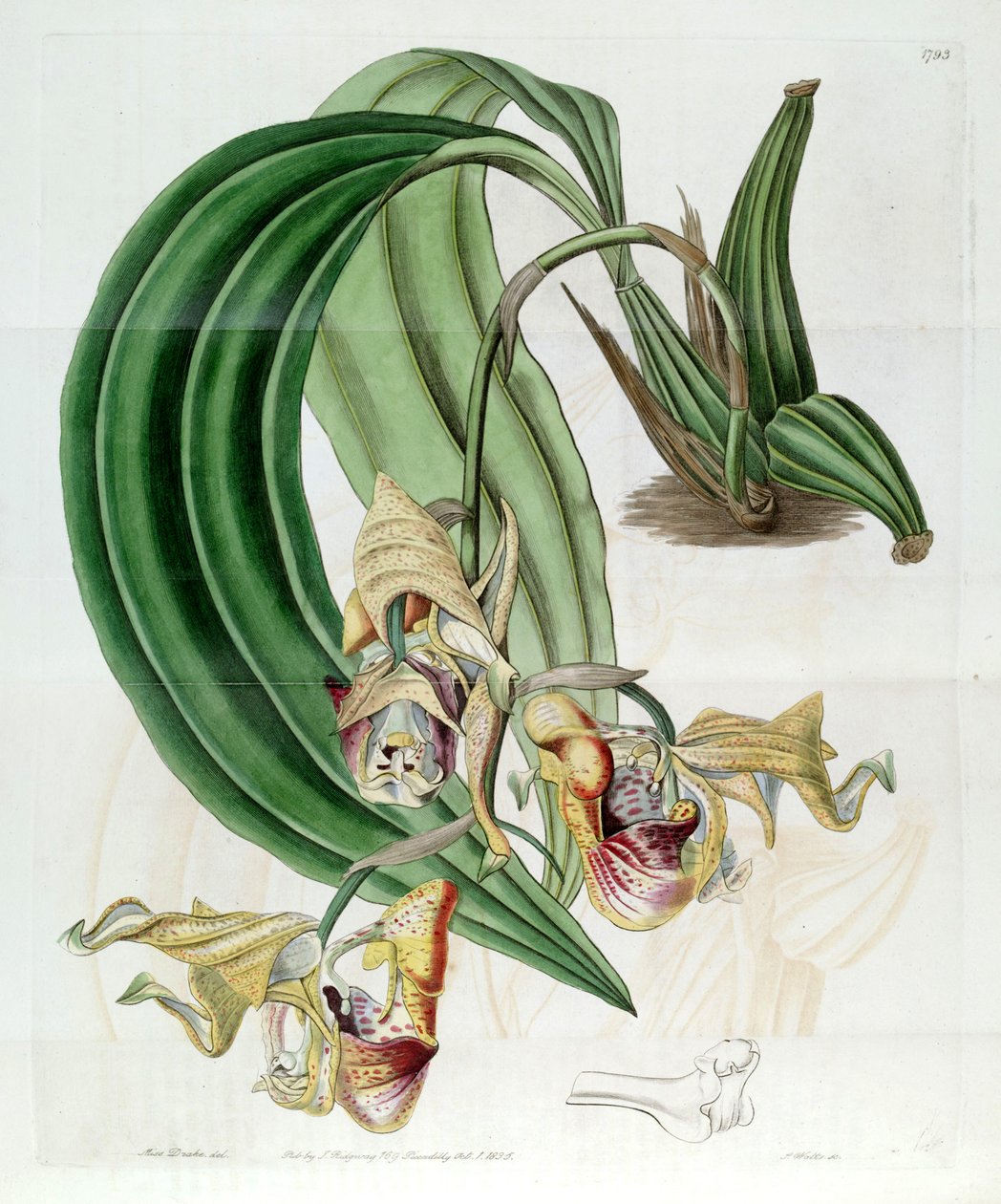Coryanthes maculata av Miss Drake