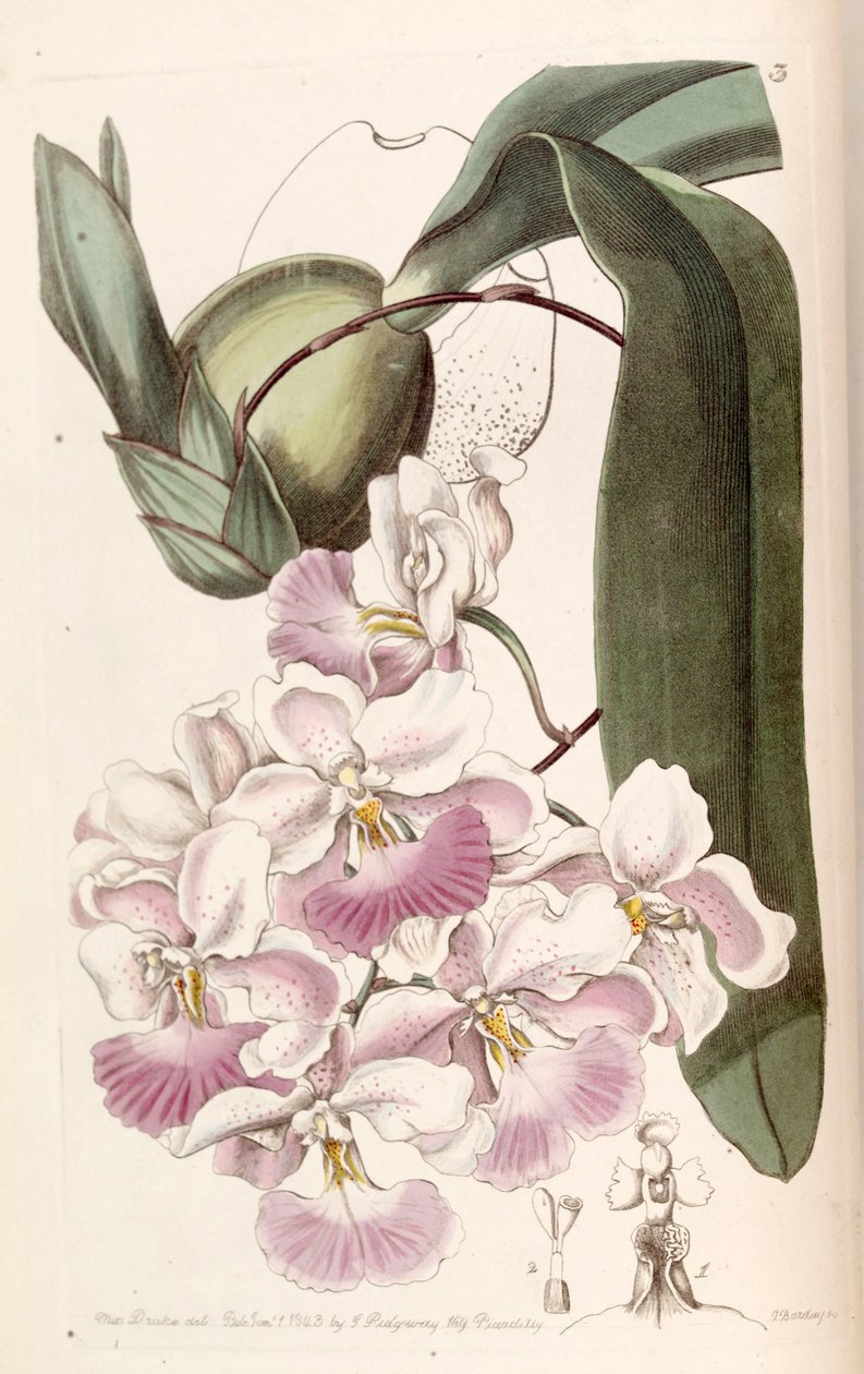 Cuitlauzina pendula (som syn. Odontoglossum citrosmum) av Miss Drake