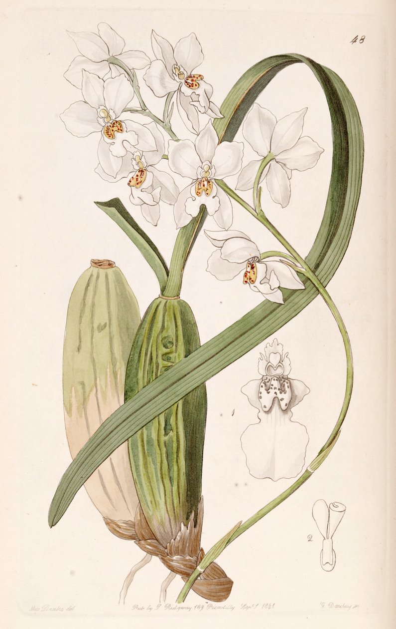 Cuitlauzina pulchella eller Odontoglossum pulchellum eller Osmoglossum pulchellum av Miss Drake
