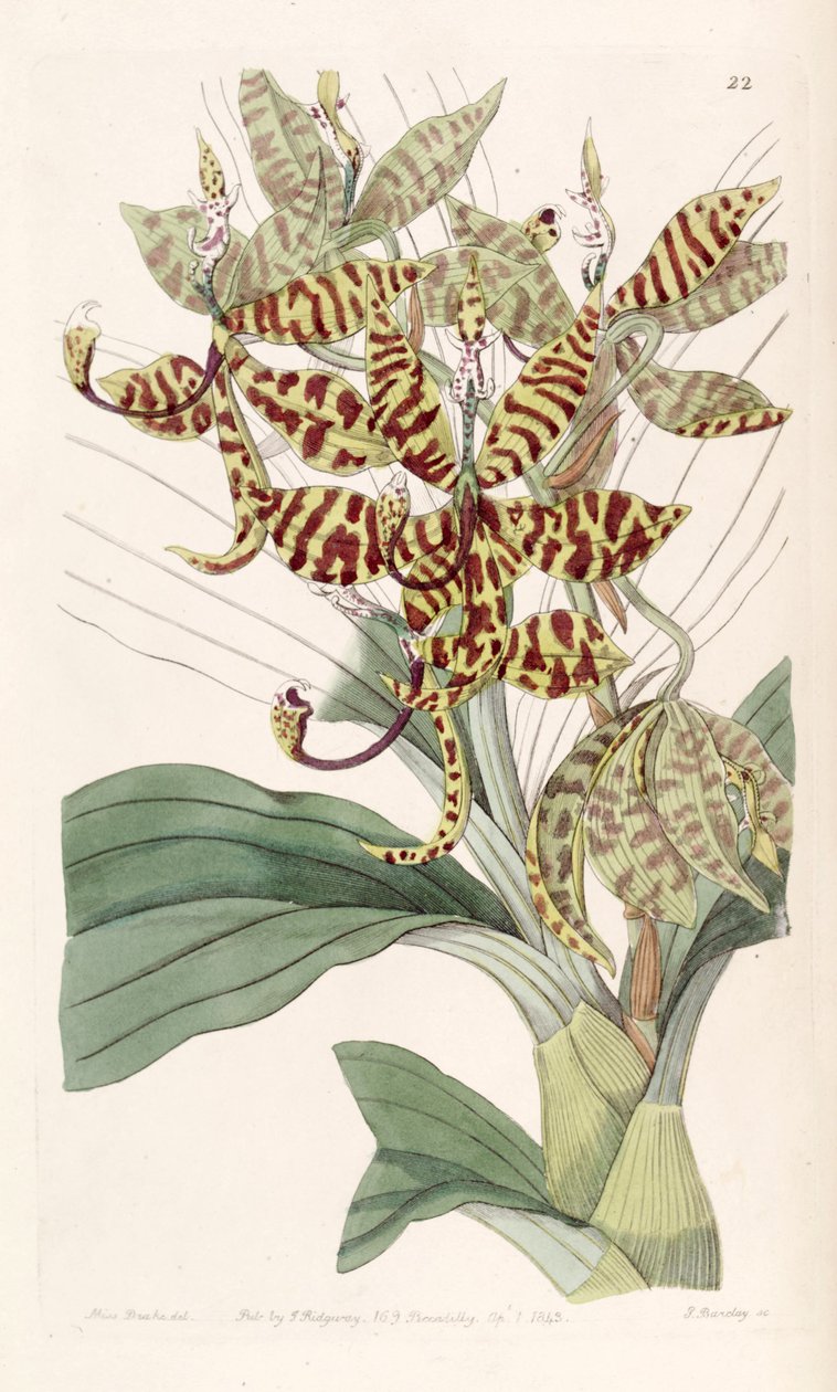 Cycnoches pentadactylon av Miss Drake