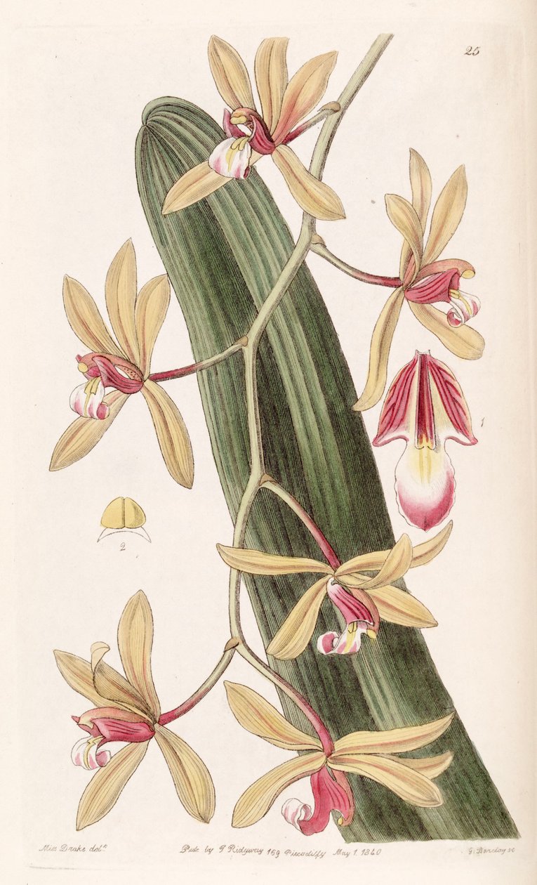 Cymbidium aloifolium (som syn. Cymbidium pendel) av Miss Drake