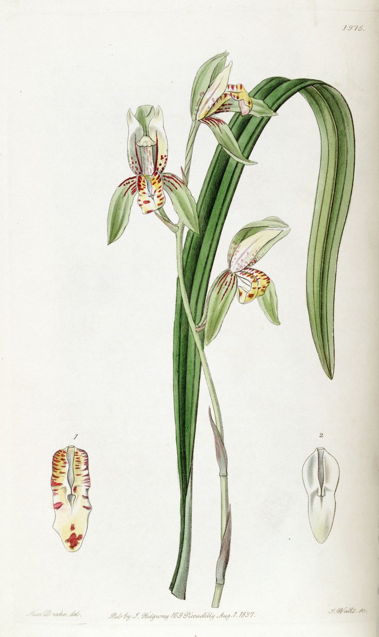 Cymbidium ensifolium (som syn. Cymbidium ensifolium var. Estriatum) av Miss Drake