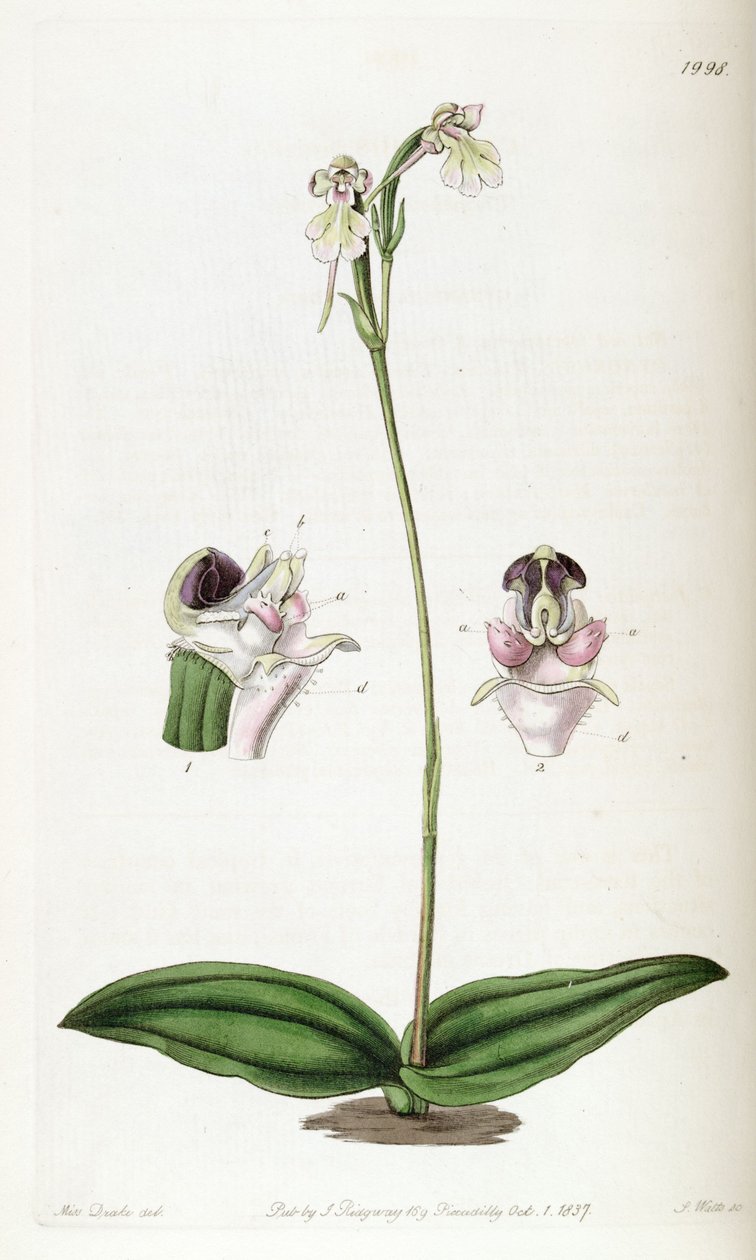 Cynorkis fastigiata (stavet som Cynorchis fastigiata) av Miss Drake