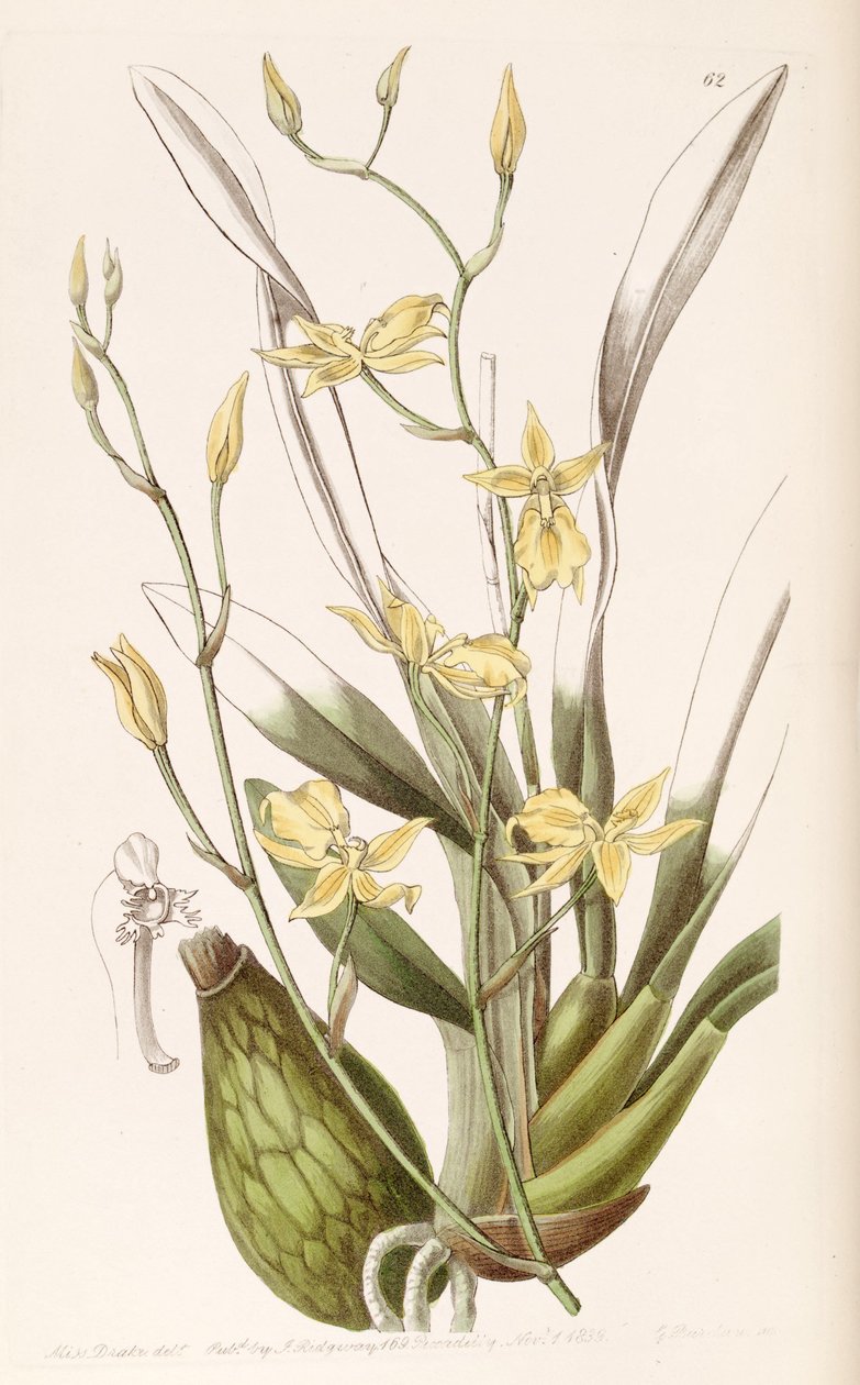 Cyrtochilum aureum (som syn. Cyrtochilum mystacinum) av Miss Drake