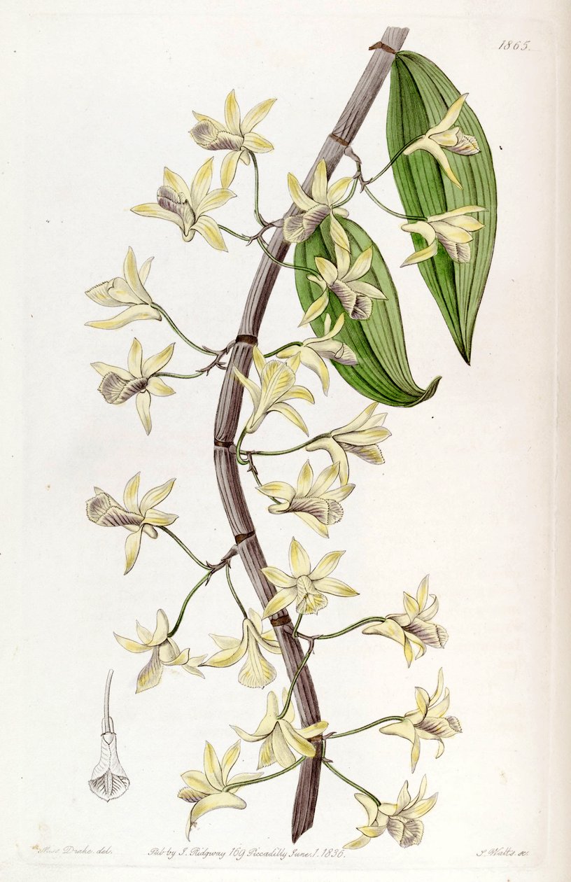 Dendrobium aphyllum (som syn. Dendrobium macrostachyum) av Miss Drake