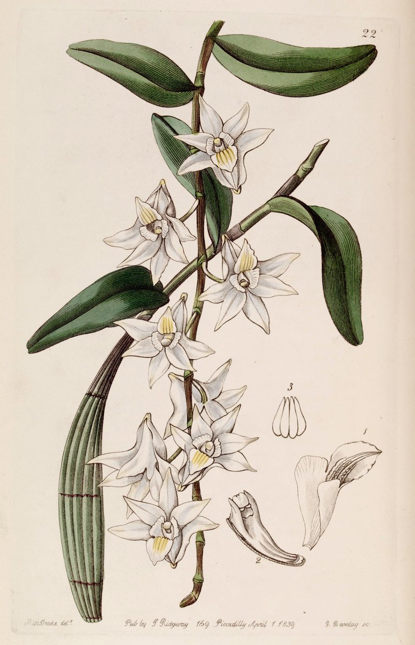 Dendrobium av Miss Drake