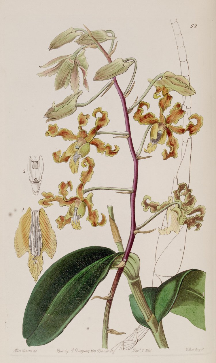 Dendrobium misfarges av Miss Drake