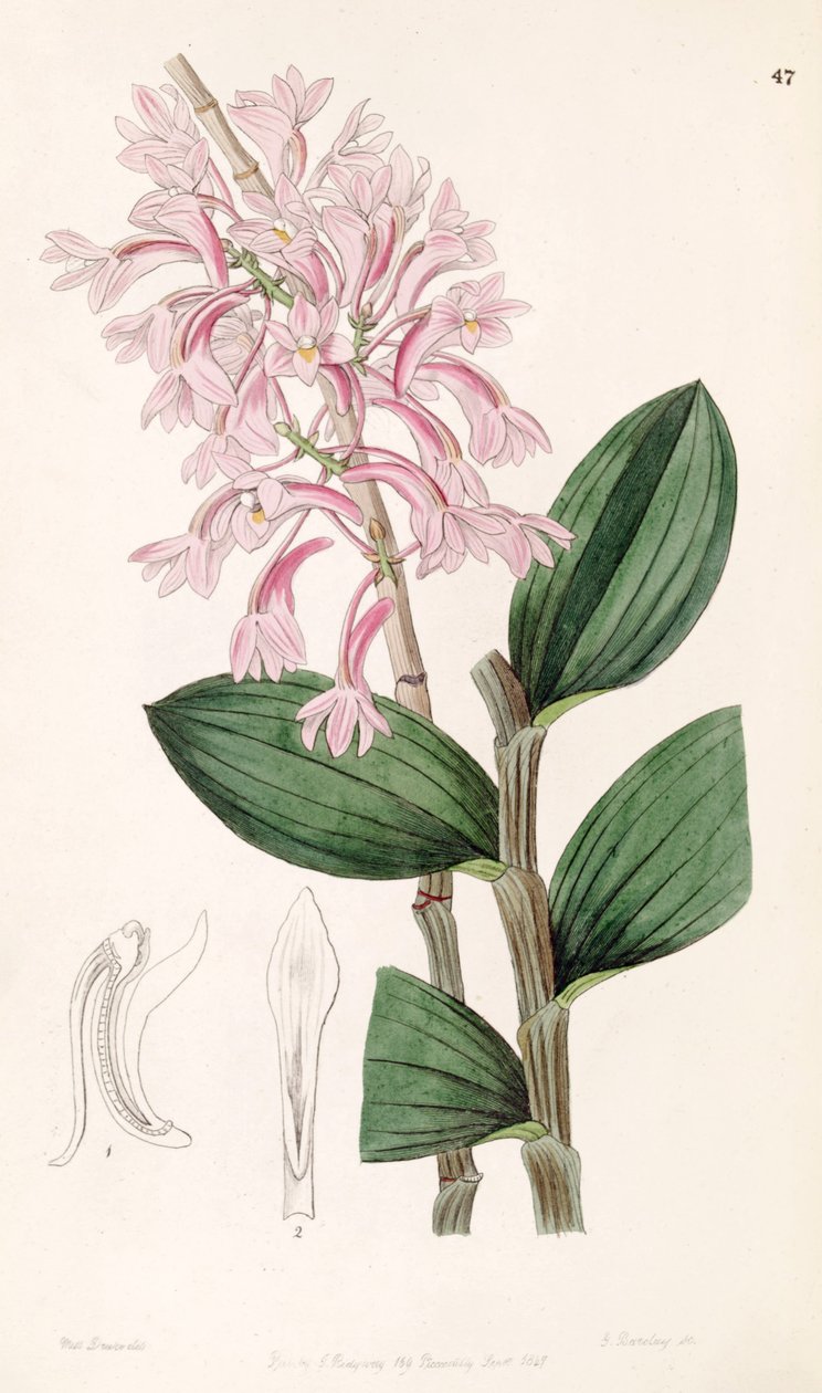 Dendrobium hasseltii (som syn. Dendrobium kuhlii) av Miss Drake