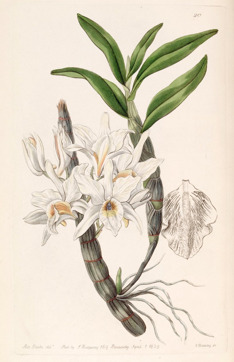 Dendrobium heterocarpum (som syn. Dendrobium aureum var. Pallidum) av Miss Drake