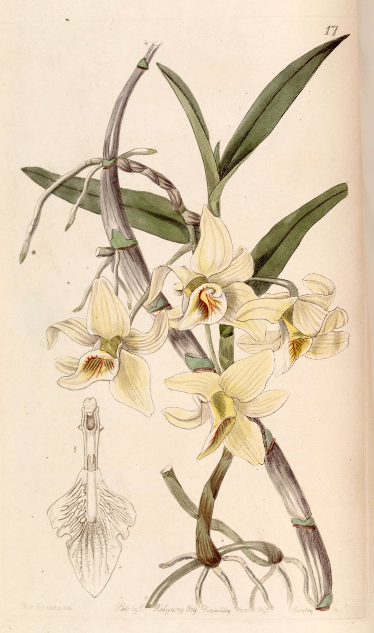 Dendrobium heterocarpum (som syn. Dendrobium rhombeum) av Miss Drake