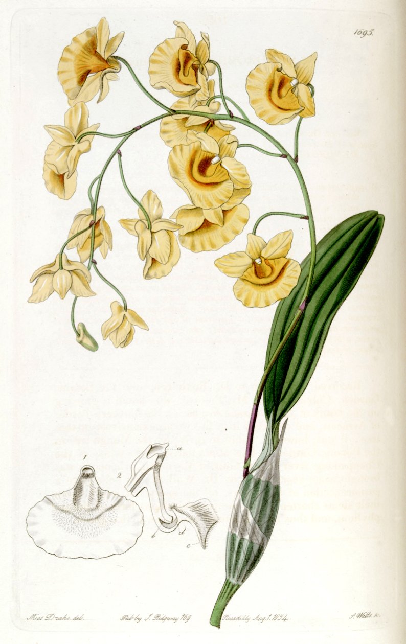 Dendrobium lindleyi (som syn. av Miss Drake