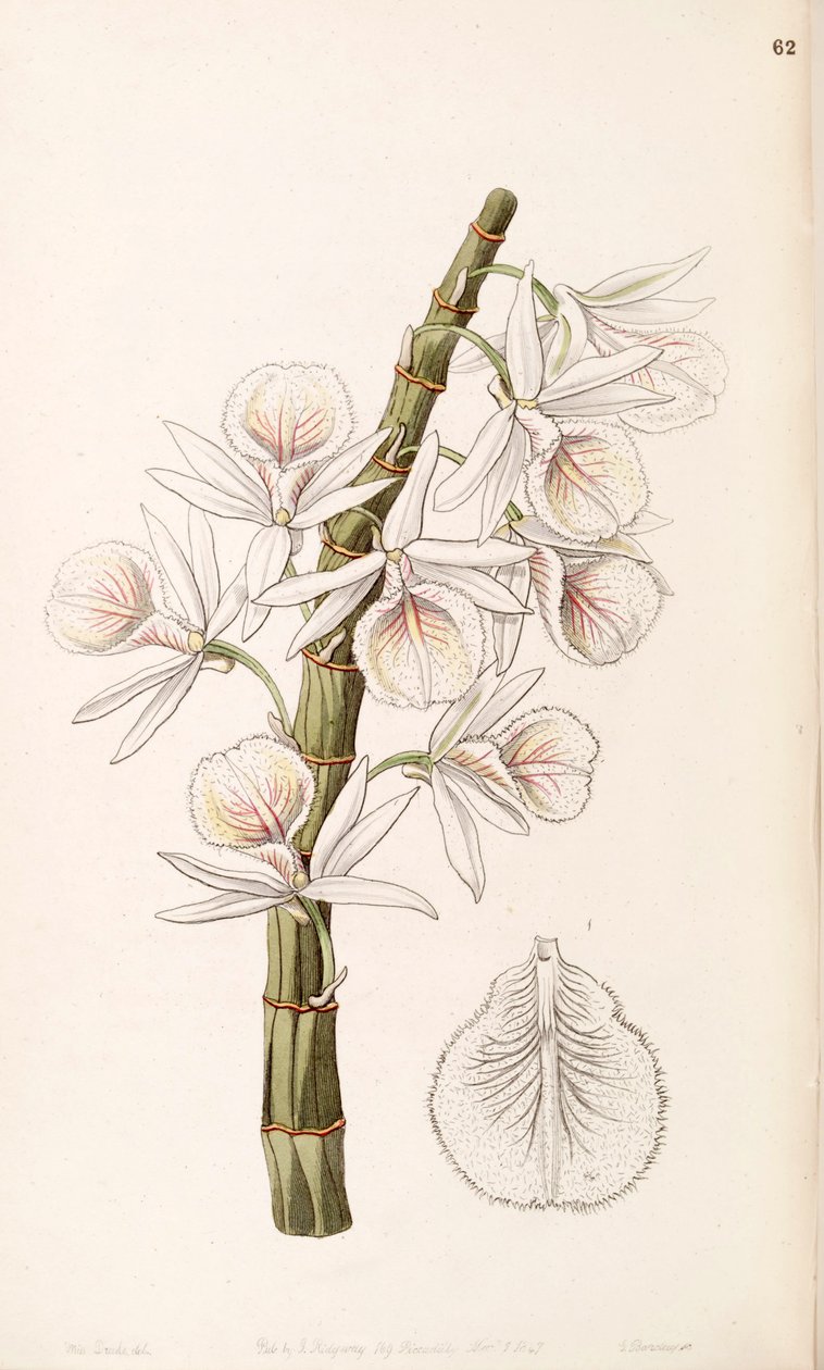 Dendrobium polyanthum (som syn. Dendrobium cretaceum) av Miss Drake