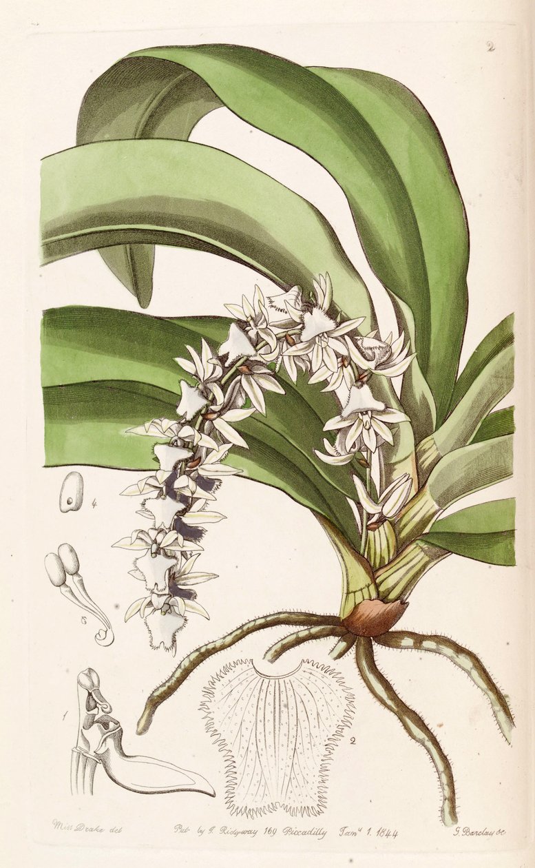 Diaphananthe pellucida (som syn. Angraecum pellucidum) av Miss Drake