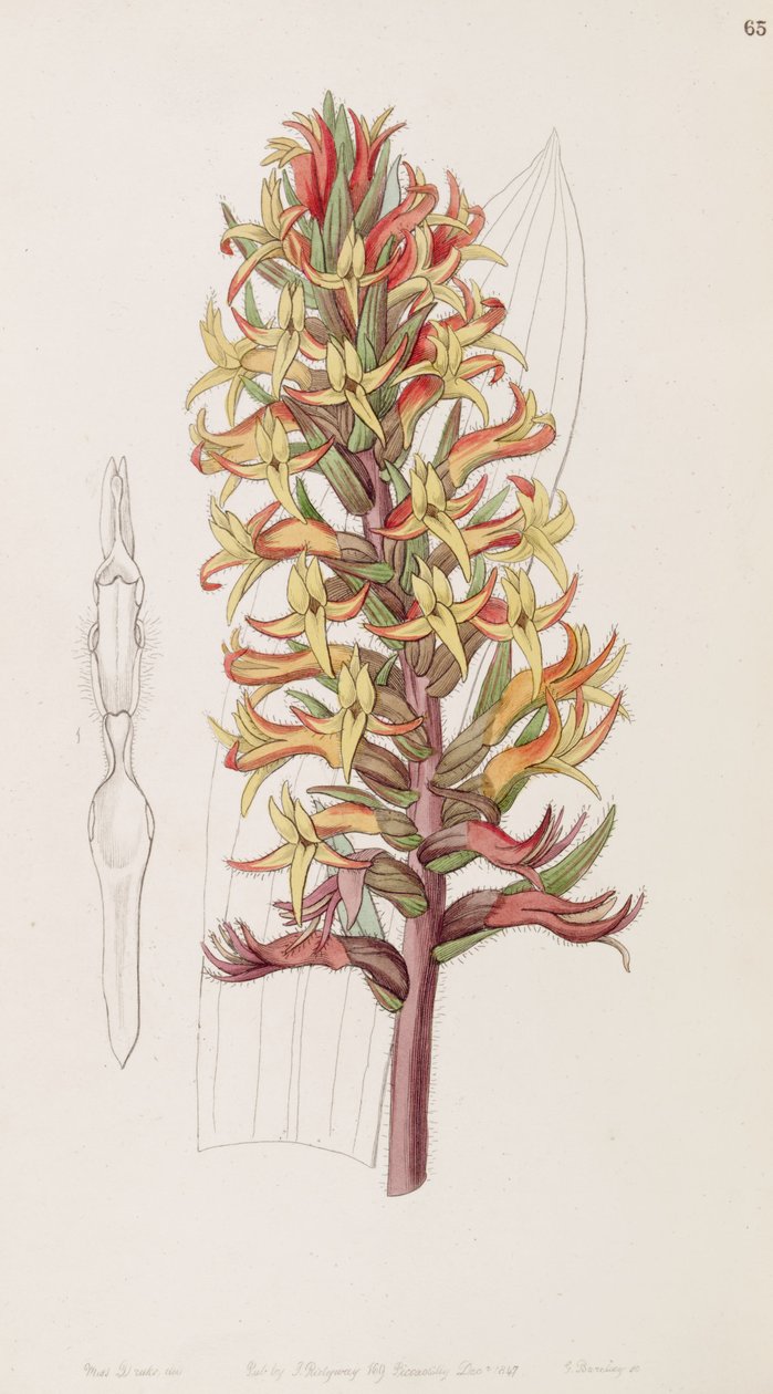 Dichromanthus cinnabarinus (som syn. Stenorrhynchos cinnabarinum, stavet av Lindley som Stenorhynchus cinnabarinus)) av Miss Drake