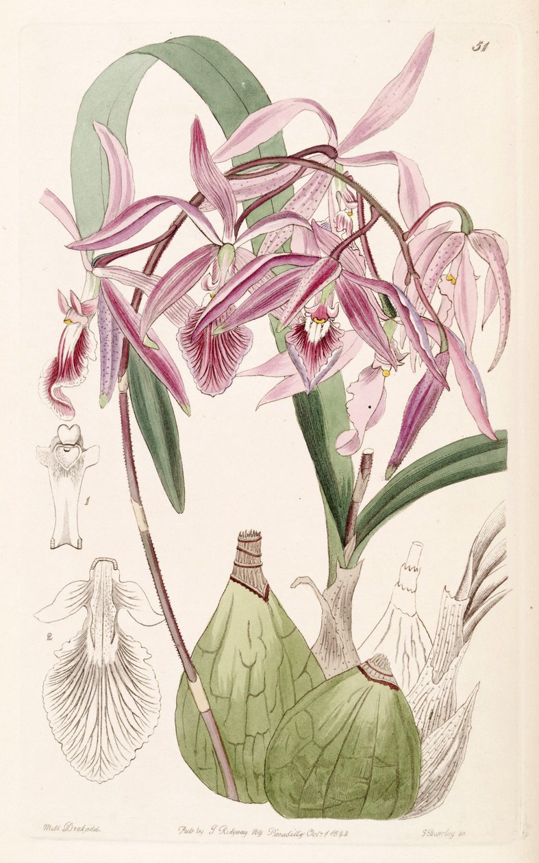 Encyclia adenocaula (som syn. Epidendrum verrucosum) av Miss Drake