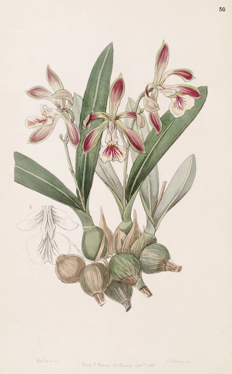 Encyclia pyriformis (som syn. Epidendrum pyriforme) av Miss Drake