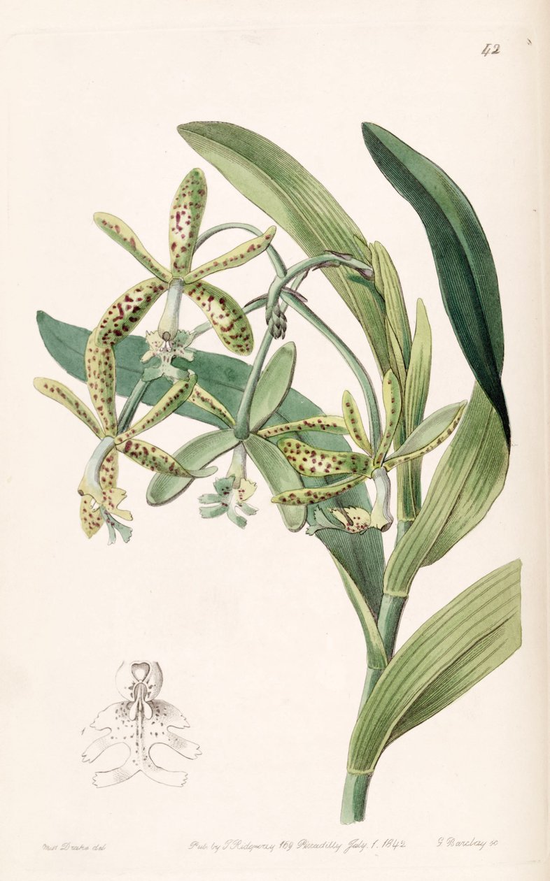 Epidendrum cristatum (som syn. Epidendrum raniferum) av Miss Drake