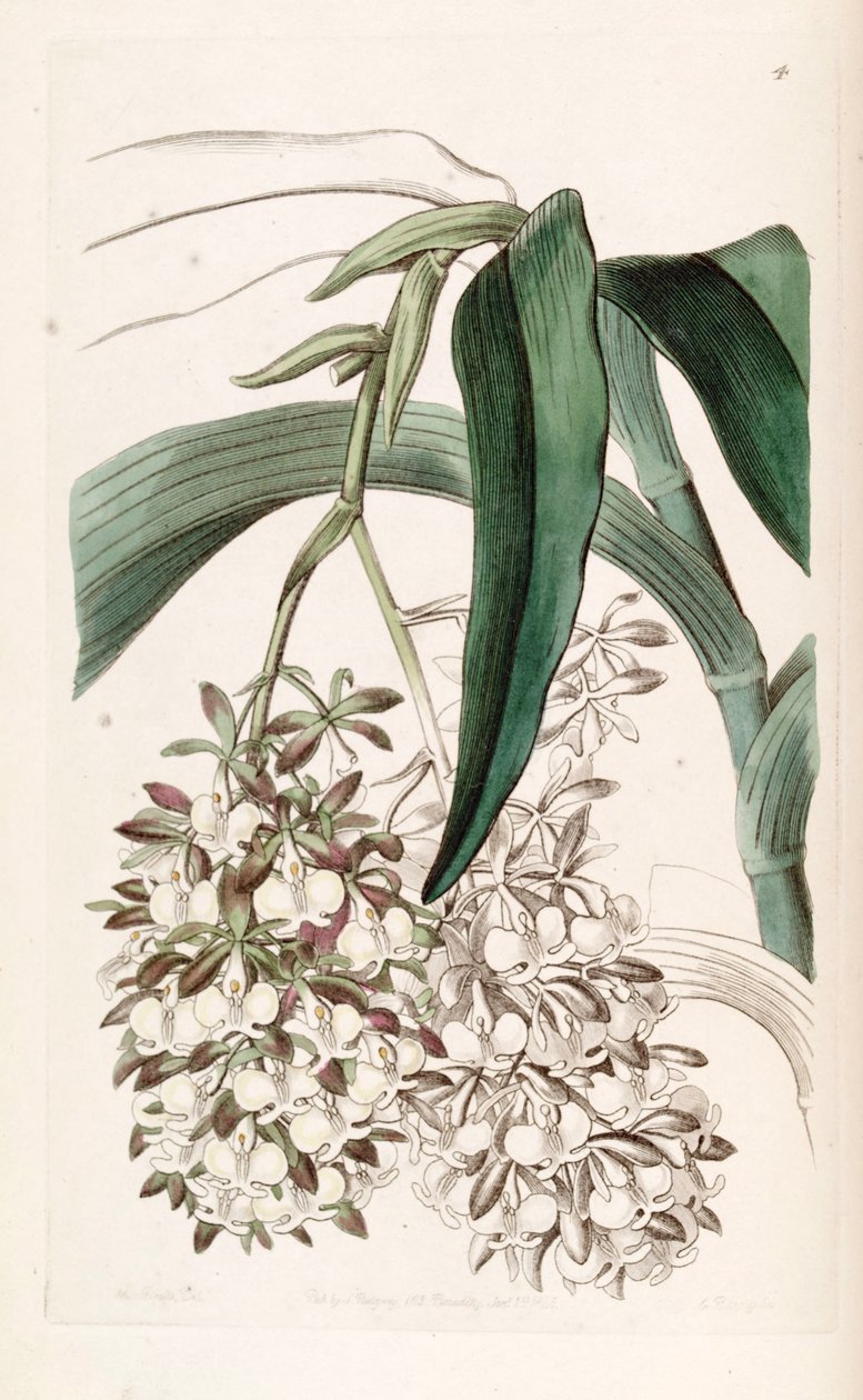 Epidendrum dipus av Miss Drake