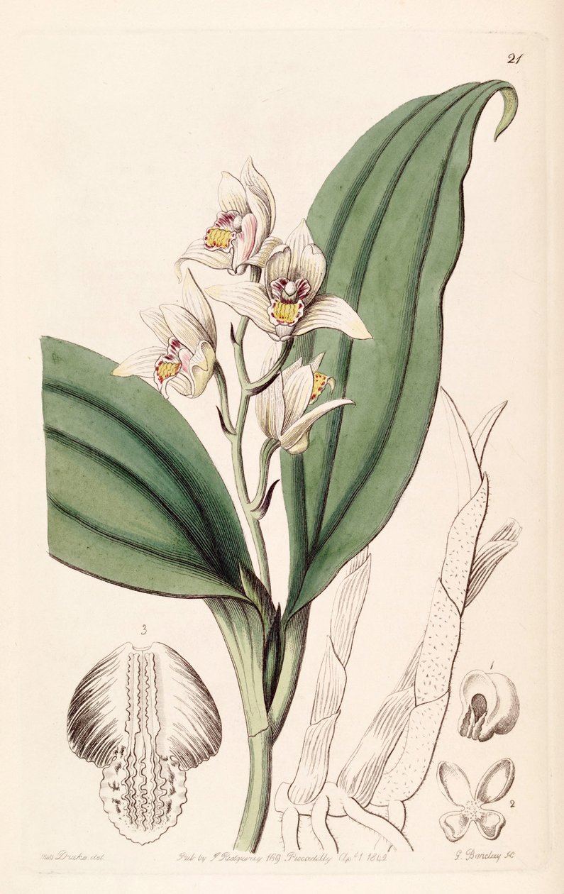 Eria coronaria (som syn. Trichosma dulce) av Miss Drake
