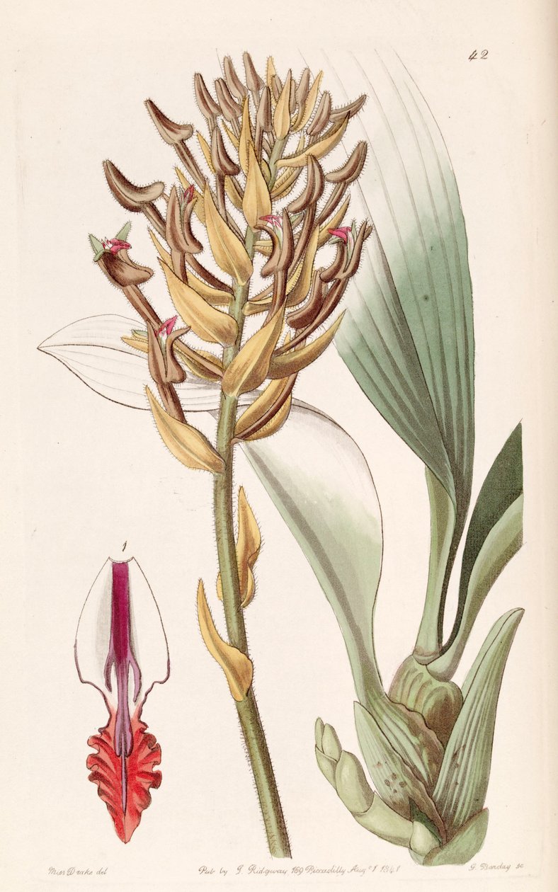 Eria ornata (som syn. Eria armeniaca) av Miss Drake