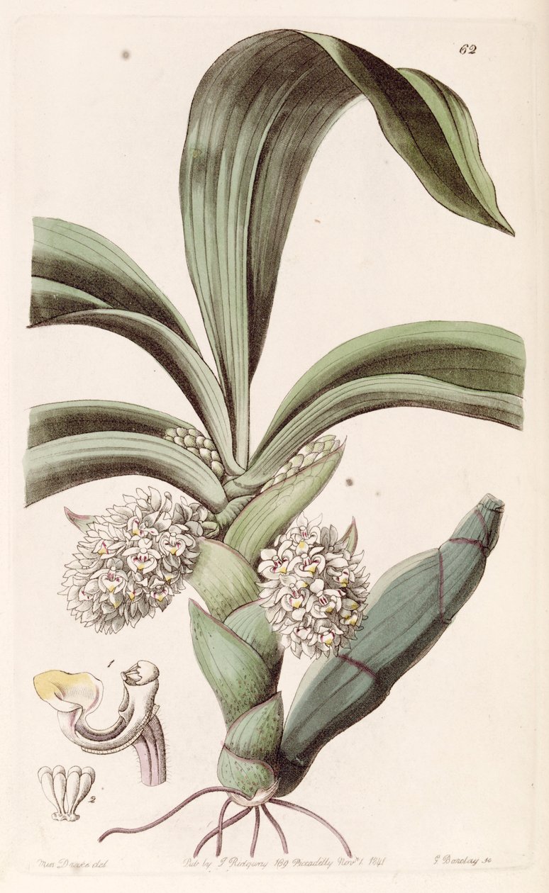 Eria spicata (som syn. Eria convallarioides) av Miss Drake