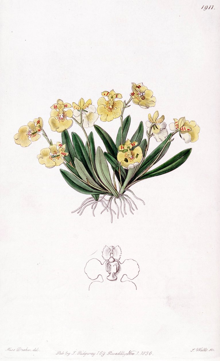 Erycina crest-galli (som syn. Oncidium iridifolium) av Miss Drake
