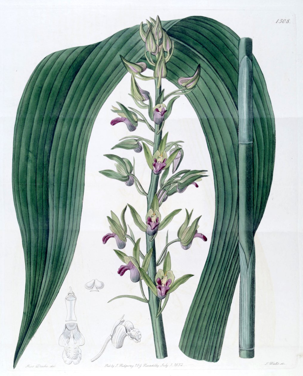 Eulophia alta (som syn. Cyrtopodium woodfordii) av Miss Drake