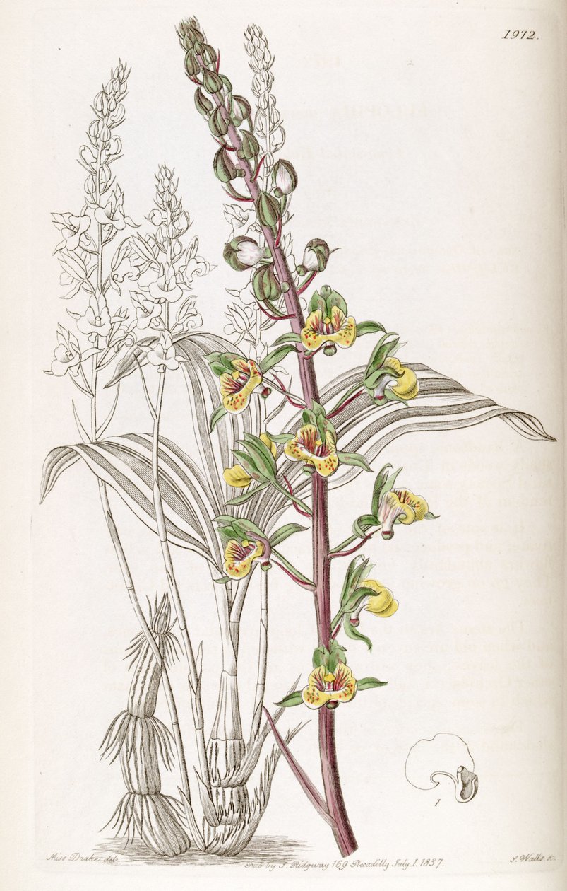 Eulophia sylvatica (som syn. Eulophia macrostachya) av Miss Drake