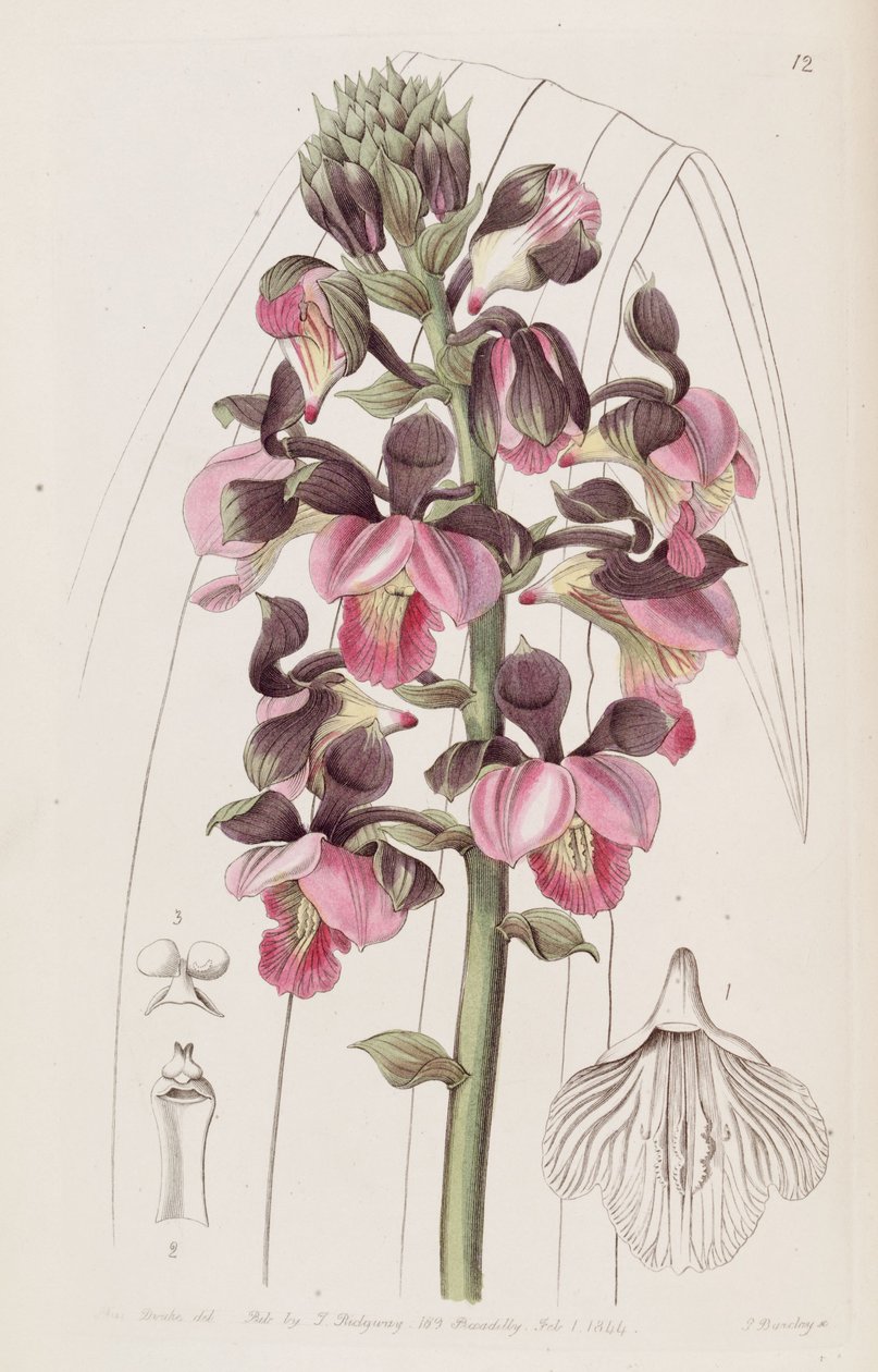 Eulophia rosea (som syn. Lissochilus roseus) av Miss Drake