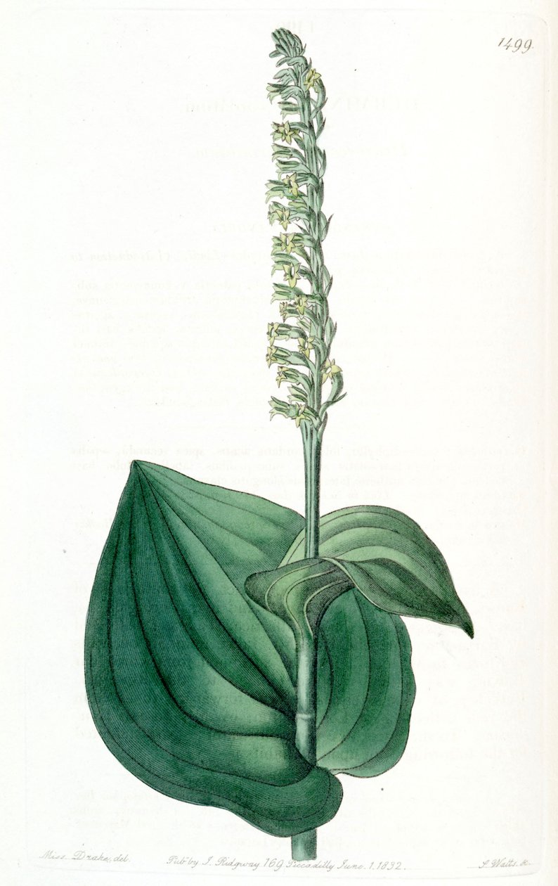 Gennaria diphylla (som syn. Herminium cordatum) av Miss Drake
