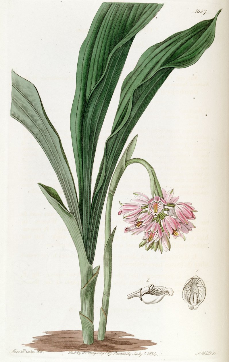 Geodorum densiflorum (som syn. Geodorum fucatum) av Miss Drake
