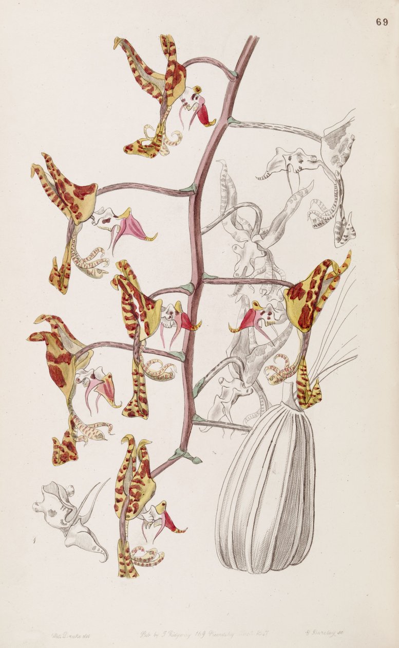 Gongora fulva (som syn. Gongora maculata var. Tricolor) av Miss Drake