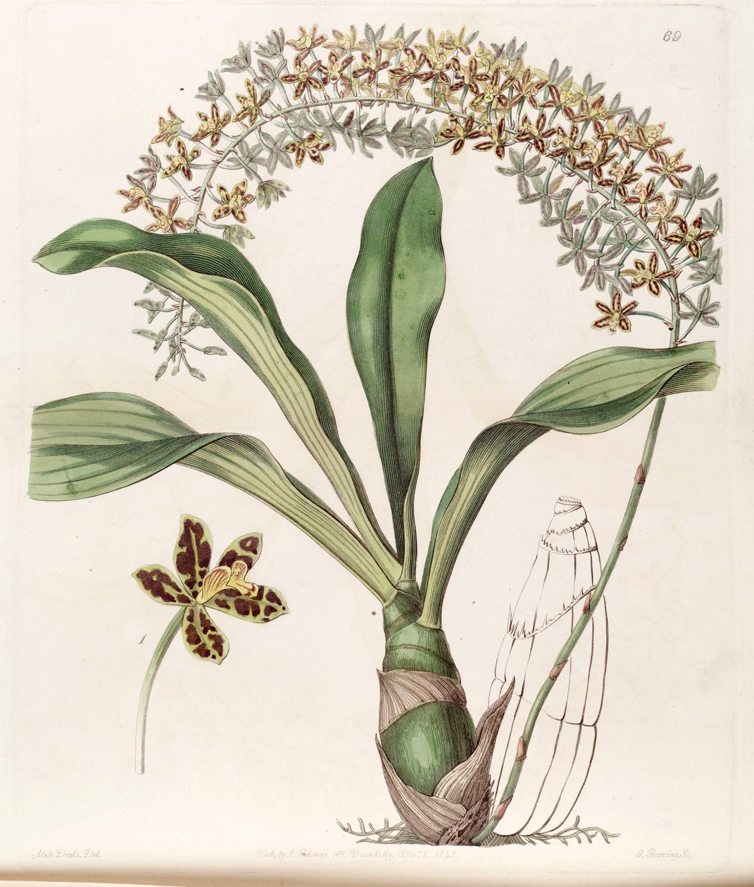 Grammatophyllum skrevet var. skrevet (som syn. Grammatophyllum multiflorum var. tigrinum) av Miss Drake