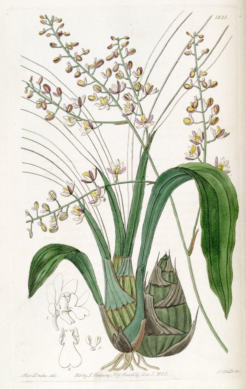 Graphorkis lurida eller Graphorchis lurida (som syn. Eulophia lurida) av Miss Drake