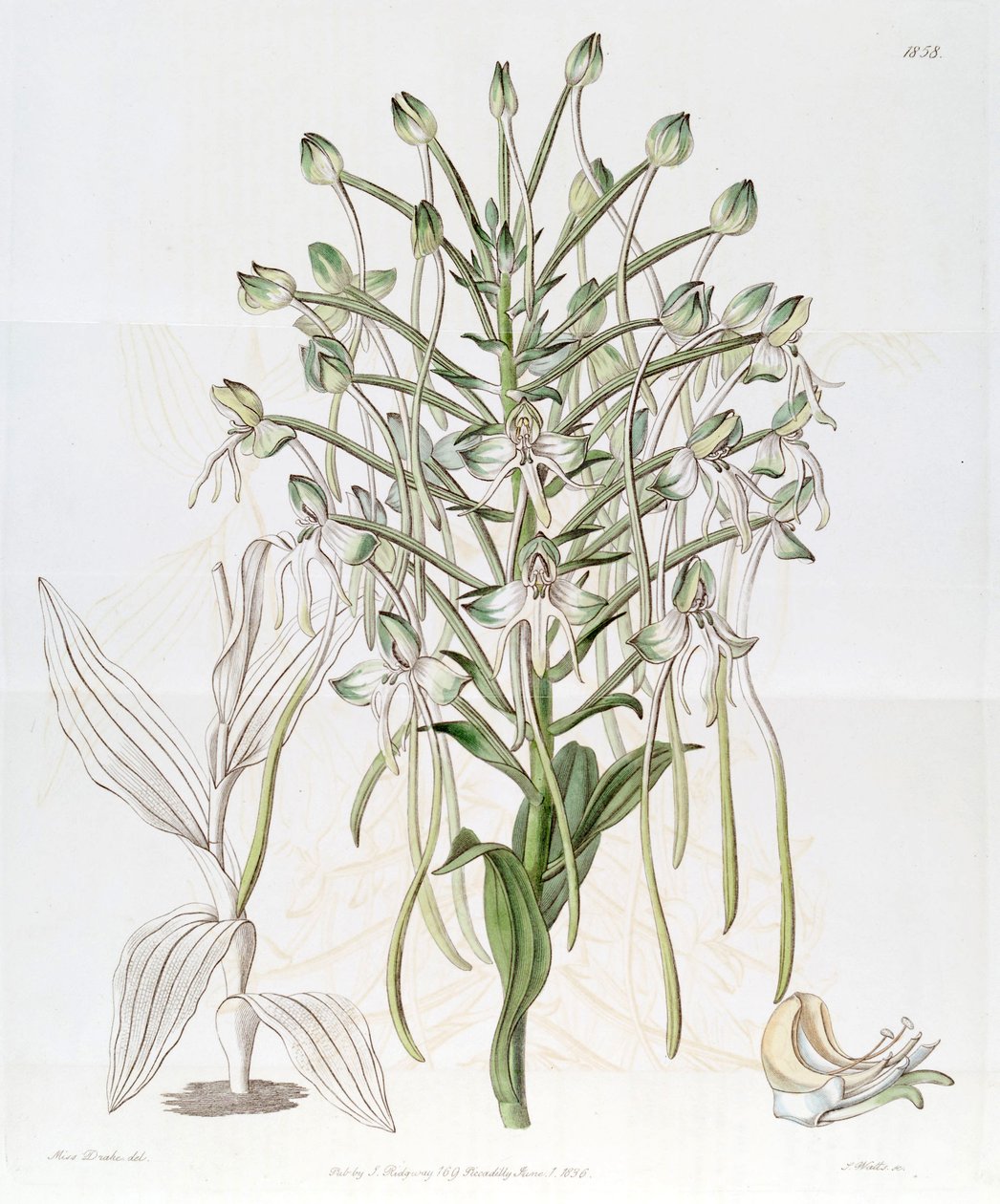 Habenaria procera av Miss Drake