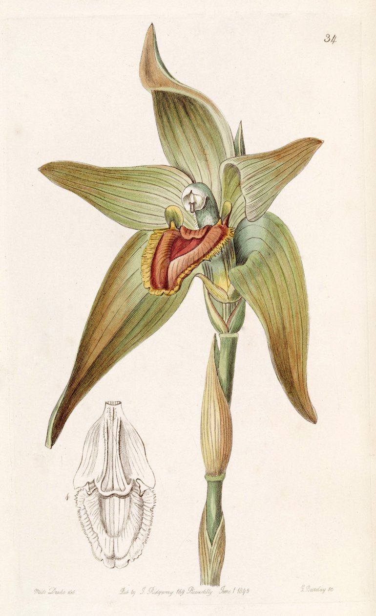 Ida gigantea eller Sudamerlycaste gigantea (som syn. Lycaste gigantea) av Miss Drake