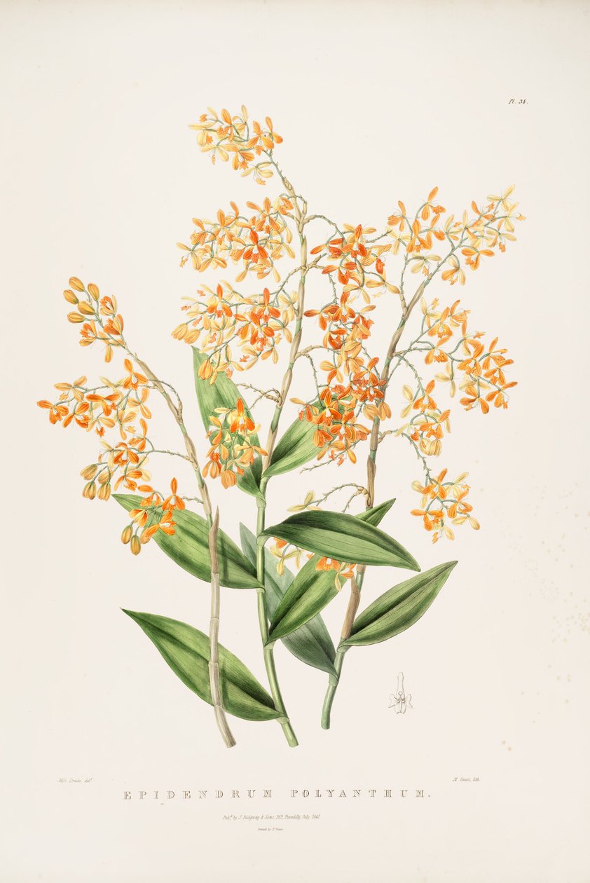 Illustrasjon av Epidendrum polyanthum av Miss Drake