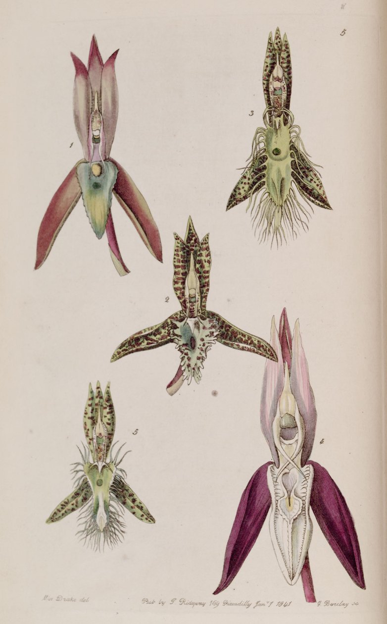 Illustrasjon av I. Catasetum callosum II. Catasetum cristatum (som syn. Catasetum cornutum) III. Catasetum barbatum IV. Catasetum laminatum V. Catasetum lanciferum av Miss Drake
